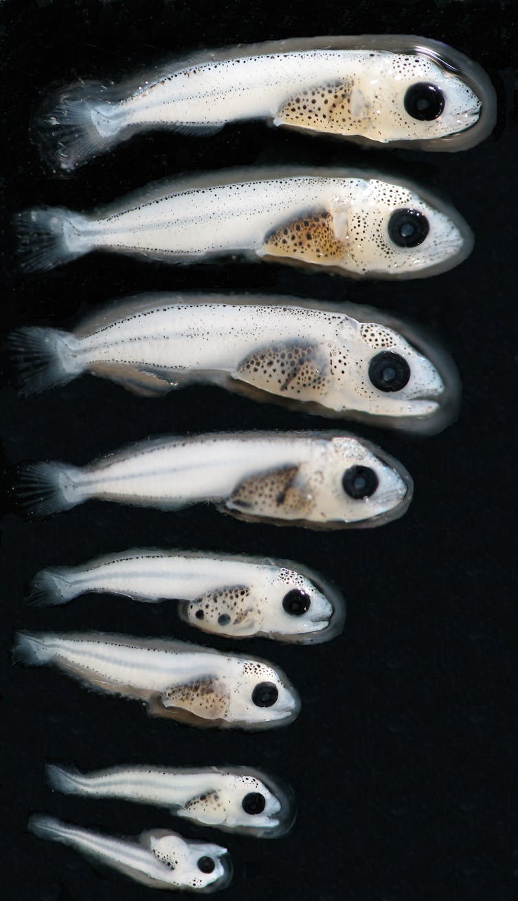 larves de poissons de toutes tailles